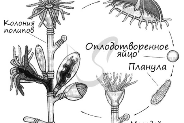 Даркнет вход