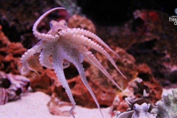 Кракен ссылка kraken2planet