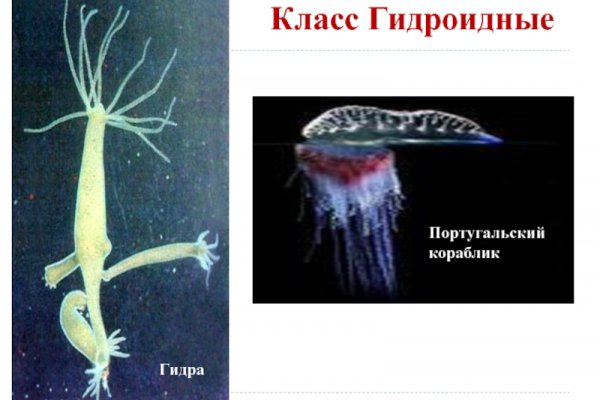 Кракен бошки